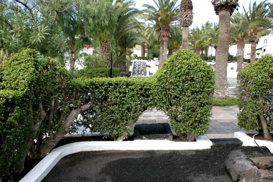 Về ý nghĩa phong thủy, cành lá của cây cảnh lá ngọc cành vàng tượng trưng cho tài sản, tiền bạc, khi cây ra hoa điều này thể hiện sự giàu sang no ấm. Vẻ đẹp và ý nghĩa phong thủy tốt lành của cây cảnh này được nhà giàu rất ưa thích. Đặc biệt, cây cảnh này cũng hiếm khi ra hoa nên khi cây cảnh này nở hoa được coi là dấu hiệu điềm lành.