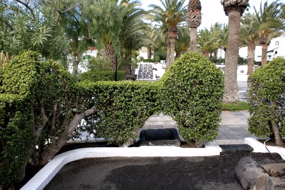 Về ý nghĩa phong thủy, cành lá của cây cảnh lá ngọc cành vàng tượng trưng cho tài sản, tiền bạc, khi cây ra hoa điều này thể hiện sự giàu sang no ấm. Vẻ đẹp và ý nghĩa phong thủy tốt lành của cây cảnh này được nhà giàu rất ưa thích. Đặc biệt, cây cảnh này cũng hiếm khi ra hoa nên khi cây cảnh này nở hoa được coi là dấu hiệu điềm lành.