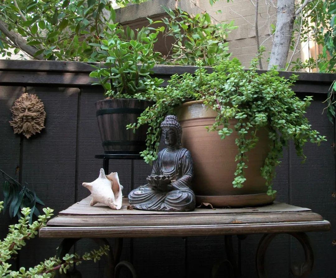 Cây lá ngọc cành vàng có ý nghĩa phú quý, bình an, có sức sống rất kiên cường. Nếu bạn chăm sóc tốt cây cảnh này, cắt tỉa khéo léo và trồng trong nhiều năm thì cây càng phát triển mạnh mẽ. Hơn nữa, các cây lá ngọc cành vàng lâu năm, tươi tốt còn có giá trị kinh tế.