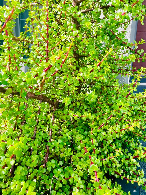 Cây cảnh này cũng tượng trưng cho hạnh phúc và tương trợ lẫn nhau, không bao giờ rời xa, rất thích hợp để nuôi dưỡng tại nhà.