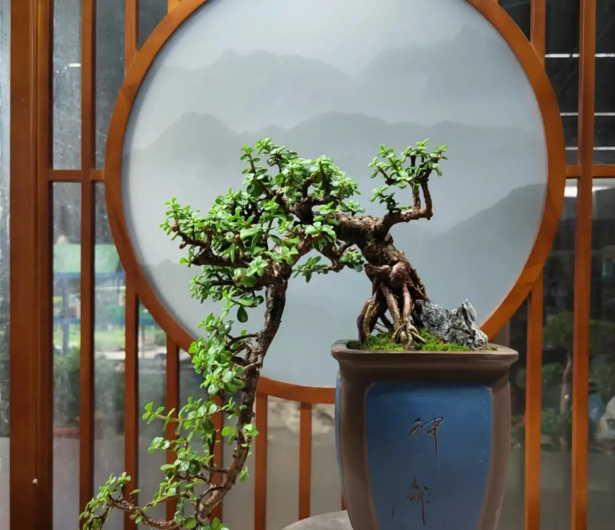 Ngoài tác dụng về mặt phong thủy, cây lá ngọc cành vàng còn có ý nghĩa về mặt sức khoẻ đối với con người, vì vậy bạn có thể đặt một chậu lá ngọc cành vàng sát cửa sổ hoặc cửa ra vào để vừa đảm bảo ý nghĩa phong thủy của cây, vừa đảm bảo ý nghĩa sức khoẻ đối với chủ nhân.