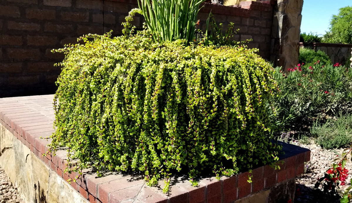 Lá ngọc cành vàng có tác dụng chiêu tài do vậy cây thường đặt nó ở bên quầy thu ngân, máy đếm tiền... Có người lại bài trí cây tại lối đi vào các cửa hàng, cửa hiệu nhằm kích hoạt năng lượng chủ về tài lộc.