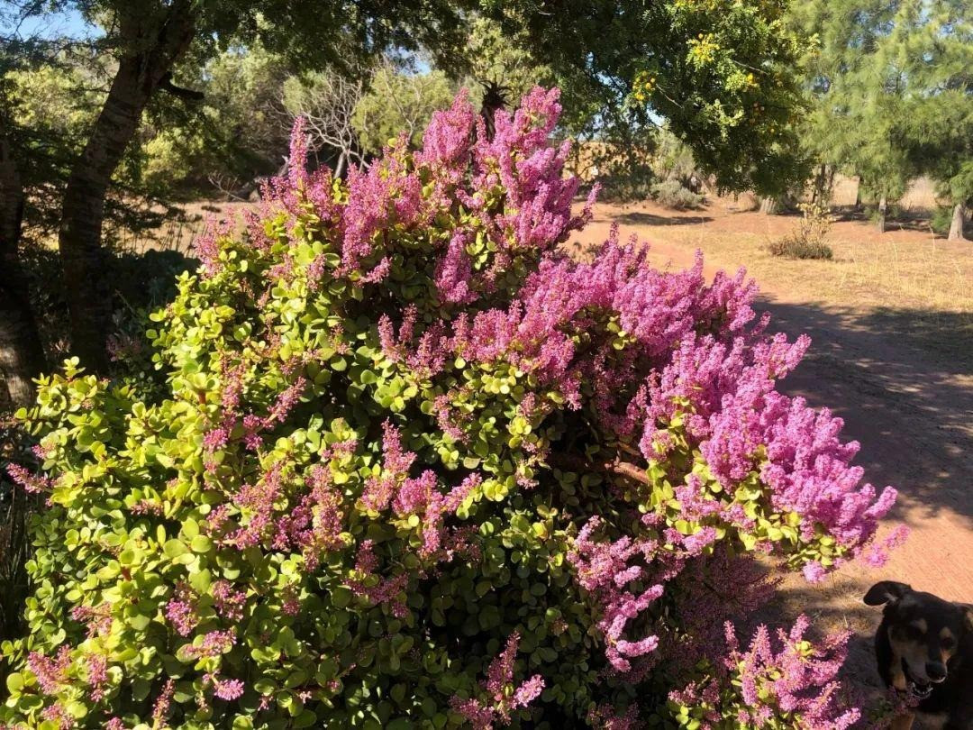 Cây lá ngọc cành vàng còn được xem là biểu tượng của may mắn, trường tồn, sức sống mãnh liệt và tuổi trẻ vĩnh hằng, bởi lá luôn xanh mướt quanh năm tràn trề sức sống dưới điều kiện sống khắc nghiệt.