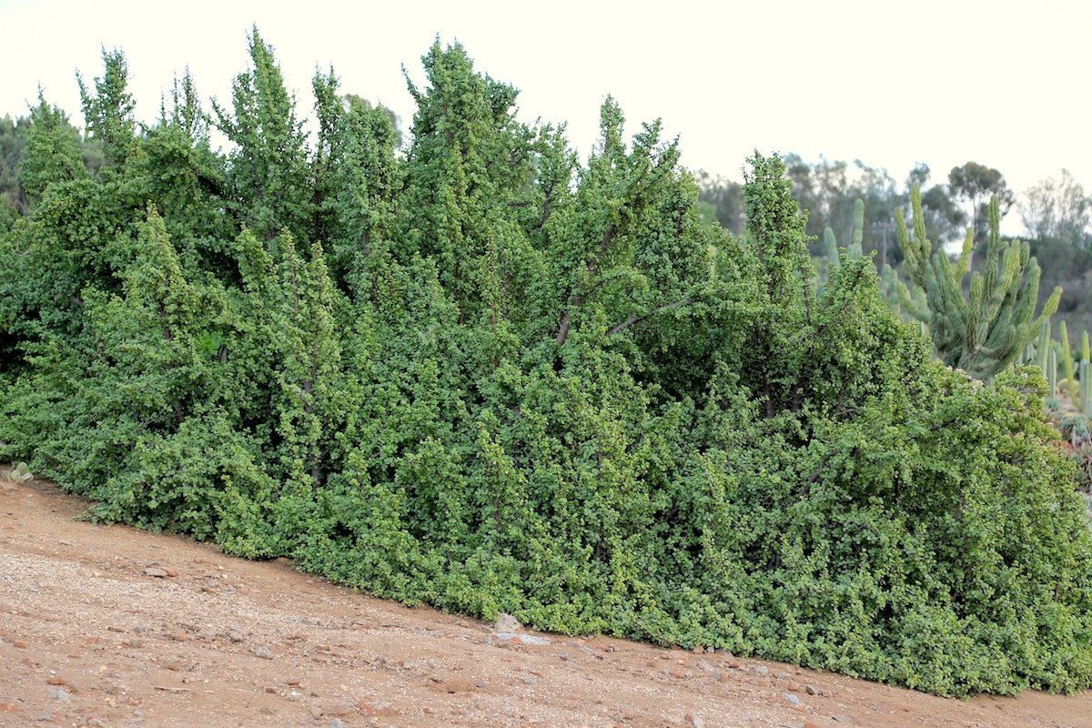 Bông hoa đạt thể tích lên tới 2,5cm. Hoa cành vàng lá ngọc ít thấy và không có giá trị trang trí lắm. Tuy nhiên, ngoài tự nhiên, cây cảnh này nở hoa khá nhiều, tạo thành các đám mây hồng bắt mắt. Quả của chúng nho nhỏ, màu hồng.