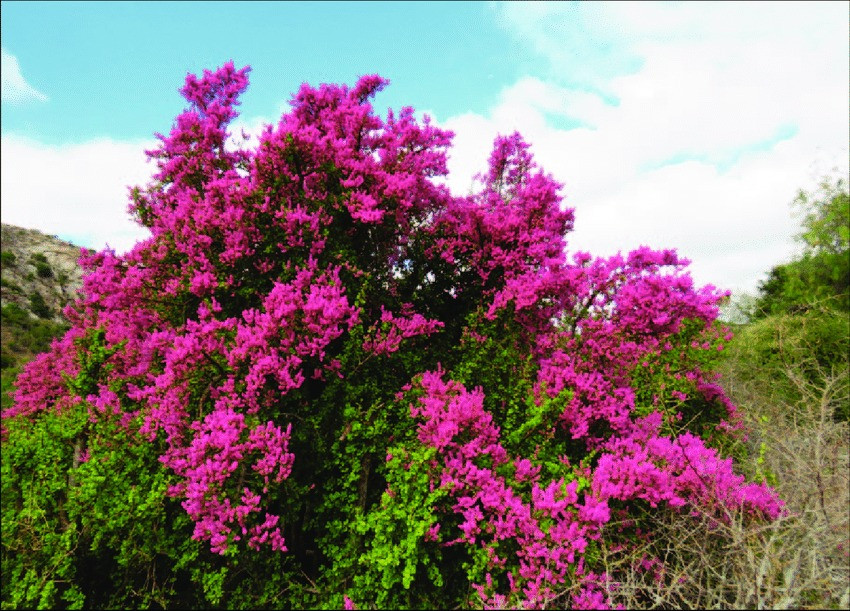 Điều thú vị là cành vàng lá ngọc là loại cây thường xanh nhưng những chiếc lá mới của nó lại có màu đỏ, giống như những viên hồng ngọc tinh xảo, điểm xuyết giữa nhưng viên đá ngọc bích xanh mướt. Cây tạo ra những bông hoa nhỏ màu trắng hoặc hồng nở vào mùa hè.