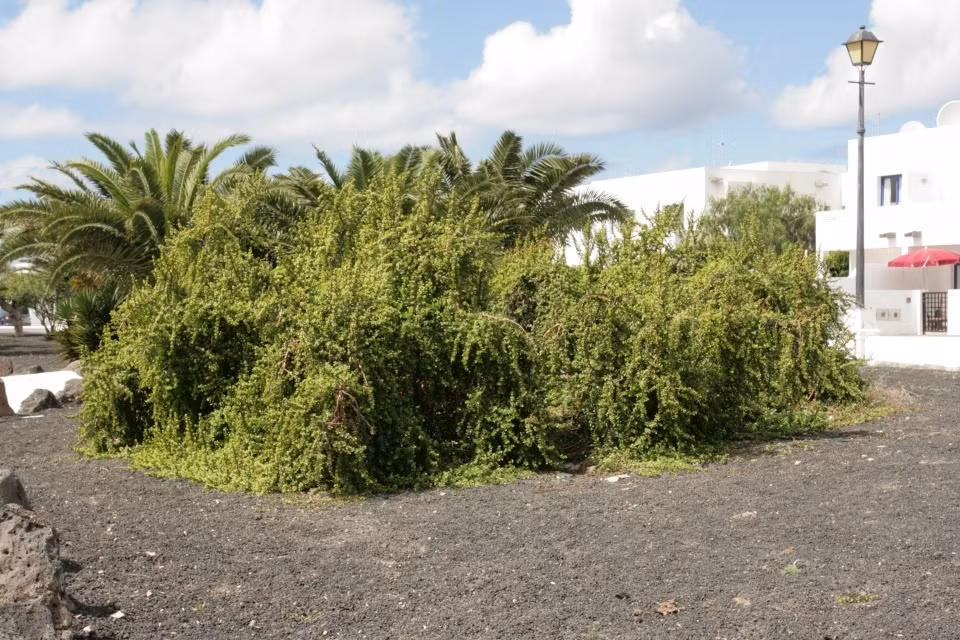 Ít ai ngờ, cây cảnh này vốn là cây bụi mọc hoang phổ biến ở Nam Phi. Loài cây này có xu hướng thích các mỏm đá và sườn dốc khô ráo. Ở một số nơi, nó phát triển thành thảm thực vật rậm rạp, bò lan một cách điên cuồng, không kiềm chế.