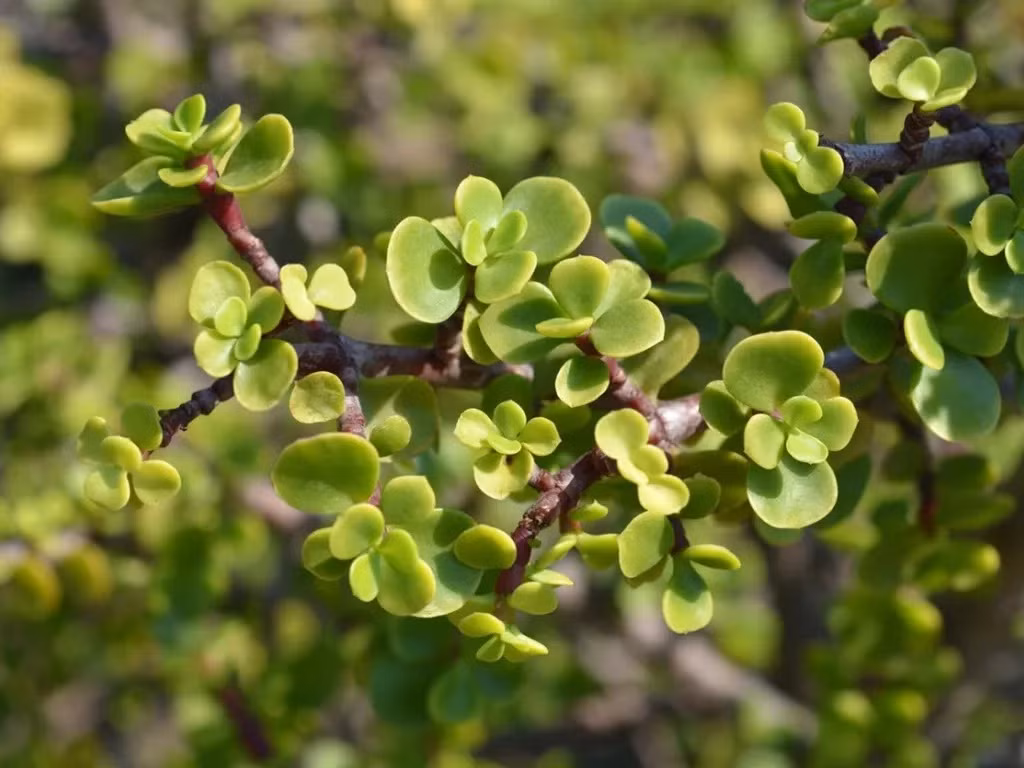 Cây cảnh này là một loài mọng nước có lá nhiều thịt, thuộc họ rau răm (Portulacaria). Lá của nó có màu xanh ngọc, trò và đầy đặn, cành non có màu vàng hoặc đỏ, khi già sẽ chuyển sang màu nâu.