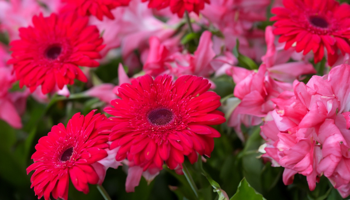 Cuối tháng 2, ba con giáp có sự nghiệp như cá gặp nước - Hình 2 Cuoi thang 2, ba con giap co su nghiep nhu ca gap nuoc-Hinh-2