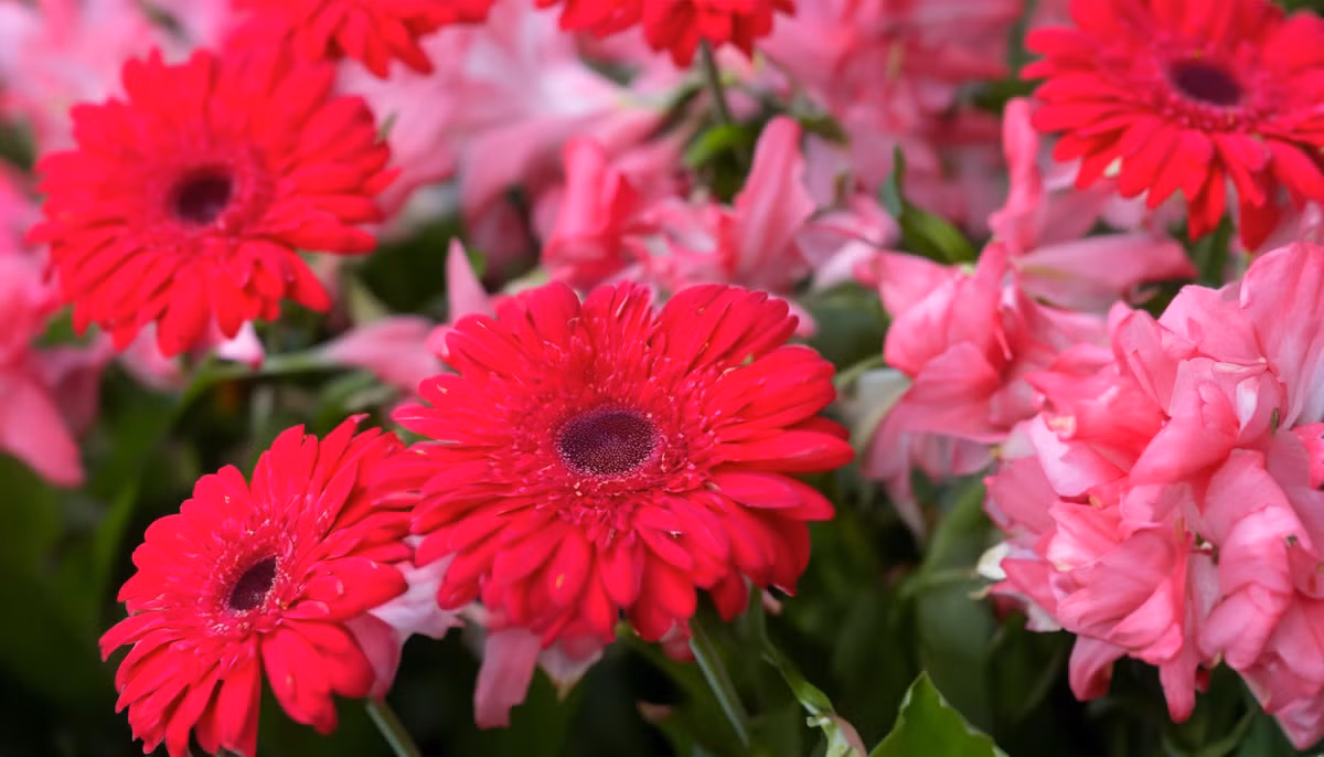 Cuối tháng 2, ba con giáp có sự nghiệp như cá gặp nước - Hình 2 Cuoi thang 2, ba con giap co su nghiep nhu ca gap nuoc-Hinh-2