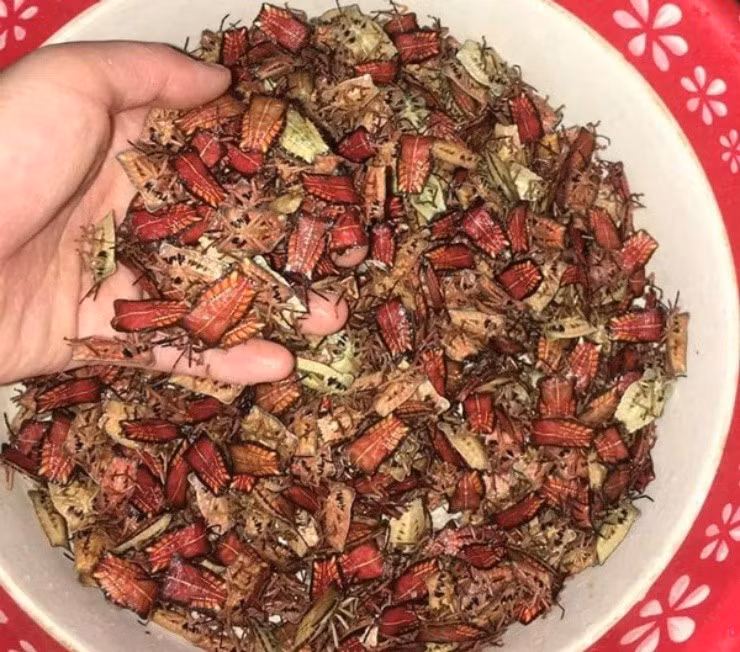 Dac san gay am anh, nhieu nguoi thi nhau bat, gan 3 trieu/kg-Hinh-4