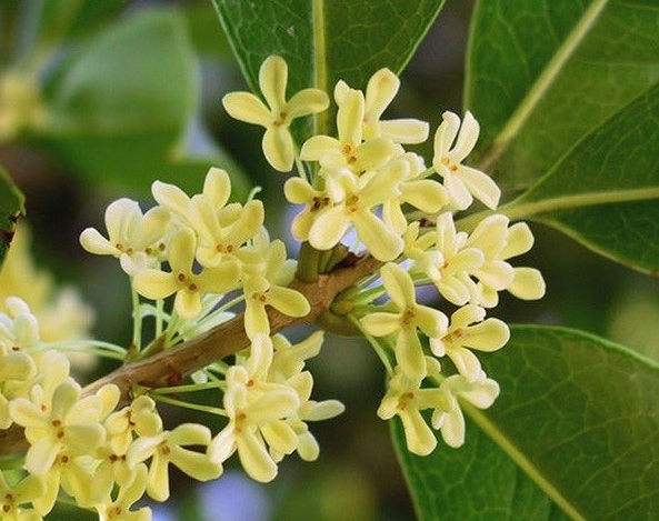  Khi cây còn non, hãy đảm bảo rằng chúng được đặt nơi có đủ ánh nắng. Khi đất đã khô, tưới nước đủ và sử dụng nước trong sạch để cây có thể phát triển tốt nhất.