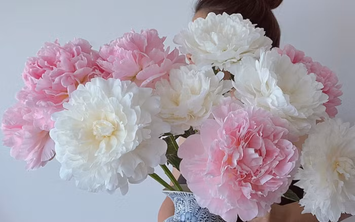  Trong lịch sử, hoa mẫu đơn được tôn vinh là biểu tượng quốc gia vào thời Đường và đã trở thành chủ đề của nhiều tác phẩm thơ ca, với những lời ngợi ca rằng chỉ có mẫu đơn mới là đại diện cho vẻ đẹp chân thực.