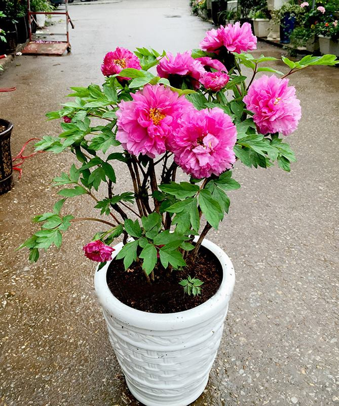 Để trồng hoa mẫu đơn trong nhà, đặc biệt ở góc phòng khách, cần chú ý đến việc cung cấp đủ ánh sáng tự nhiên từ cửa sổ, và đảm bảo không gian thoáng đãng với việc mở cửa sổ thường xuyên để cây có thể hấp thụ không khí tươi mới. Khi đất đã khô, cần tưới nước đầy đủ và bón phân ủ để thúc đẩy sự phát triển rực rỡ và thịnh vượng của hoa mẫu đơn.