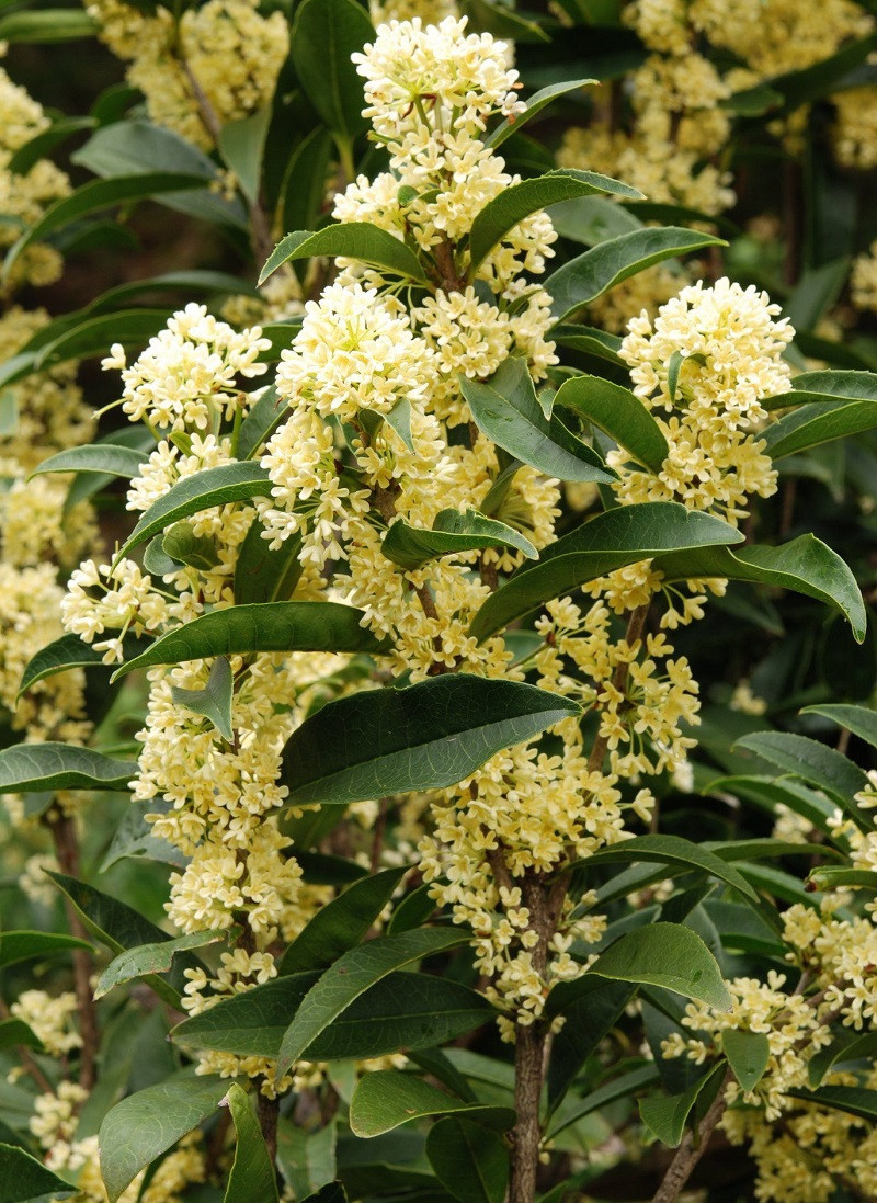  Cây hoa mộc: Cây hoa mộc, mặc dù không phải là loại cây phổ biến nhưng lại được đánh giá cao trong việc cải thiện phong thủy, đặc biệt là khi được đặt ở các góc nhà. Những người am hiểu về phong thủy thường rất ưa chuộng loài hoa này. 