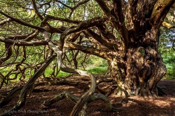 Khu rừng bí ẩn của “phù thủy hắc ám” nổi tiếng nhất nước Anh ảnh 1