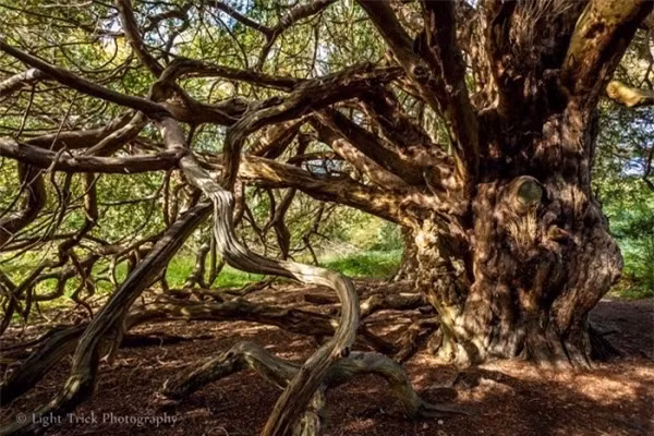 Khu rừng bí ẩn của “phù thủy hắc ám” nổi tiếng nhất nước Anh ảnh 1