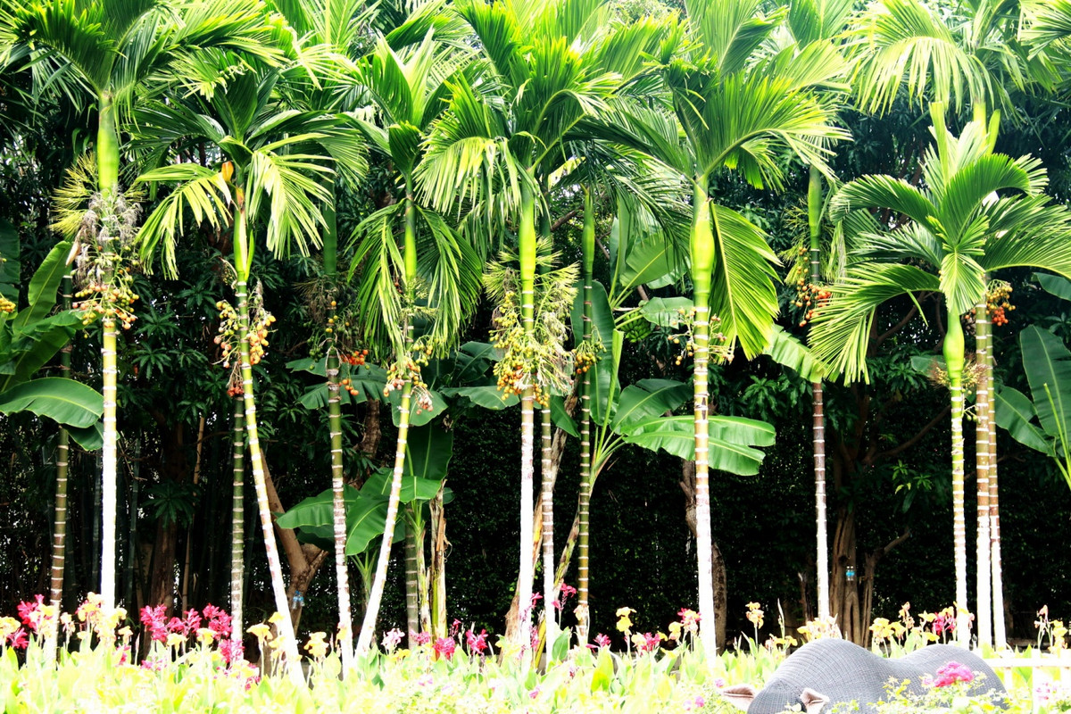 Ngam linh vat rong dai 63 met o Lang nghe Truong Son-Hinh-3