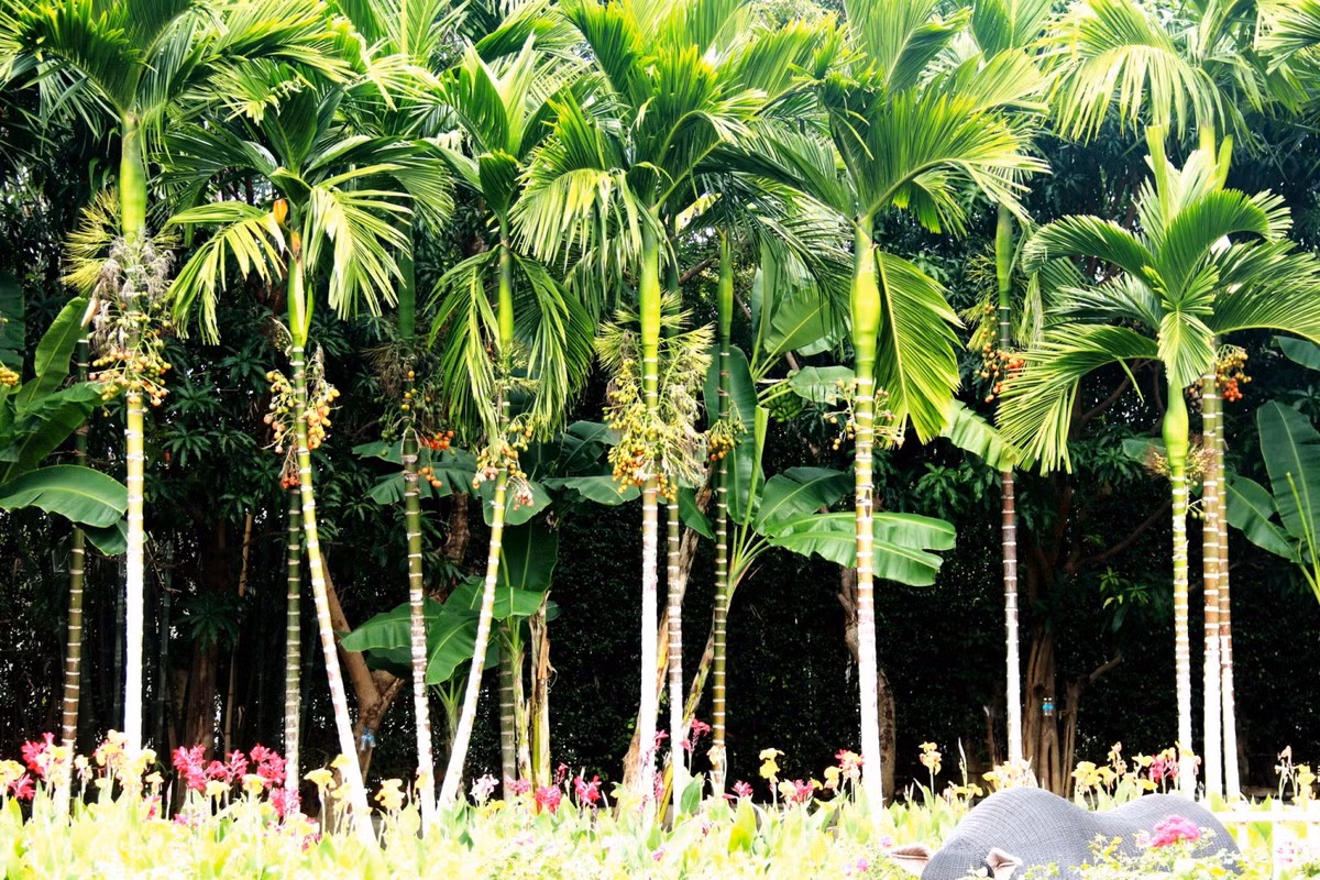 Ngam linh vat rong dai 63 met o Lang nghe Truong Son-Hinh-3