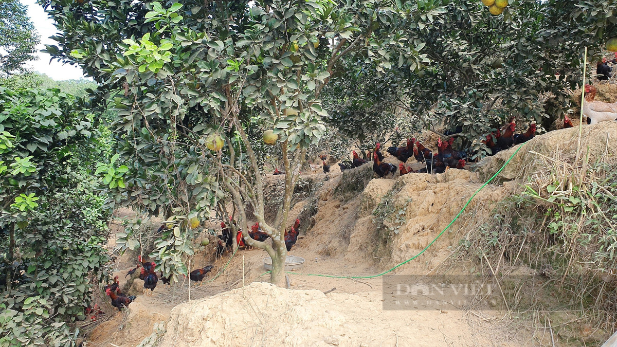 Ve que nuoi ga Mia tha doi, 8X Hoa Binh thu hang tram trieu/nam