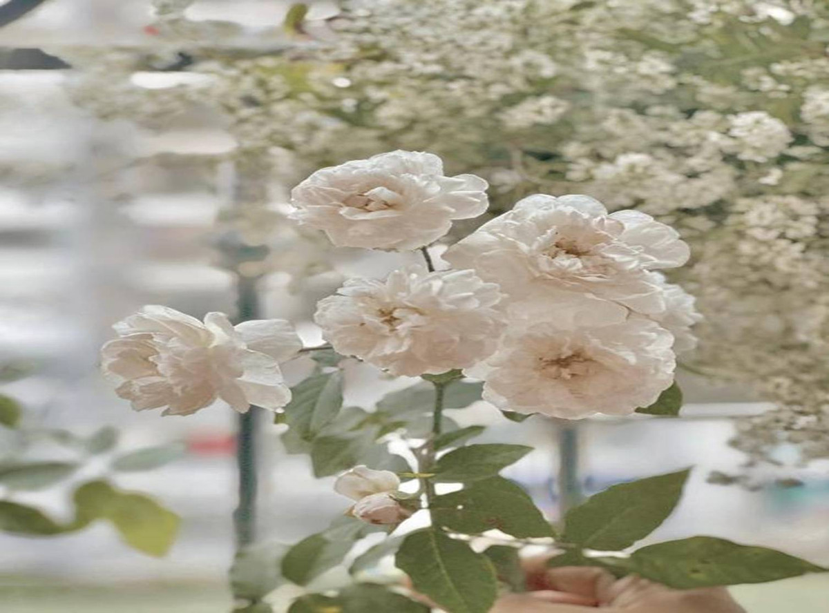 MC Dan Le chia se 5 bi quyet khien can bep trang tinh-Hinh-8