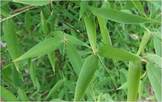 Một loại lá bỏ đi không ai lấy sang nước ngoài thành hàng đắt đỏ - Hình 6 Mot loai la bo di khong ai lay sang nuoc ngoai thanh hang dat do-Hinh-6