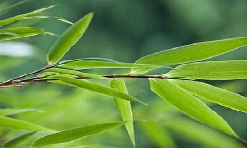 Một loại lá bỏ đi không ai lấy sang nước ngoài thành hàng đắt đỏ - Hình 8 Mot loai la bo di khong ai lay sang nuoc ngoai thanh hang dat do-Hinh-8