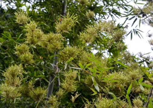 Một loại lá bỏ đi không ai lấy sang nước ngoài thành hàng đắt đỏ - Hình 4 Mot loai la bo di khong ai lay sang nuoc ngoai thanh hang dat do-Hinh-4