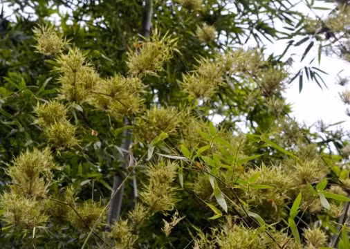 Một loại lá bỏ đi không ai lấy sang nước ngoài thành hàng đắt đỏ - Hình 4 Mot loai la bo di khong ai lay sang nuoc ngoai thanh hang dat do-Hinh-4