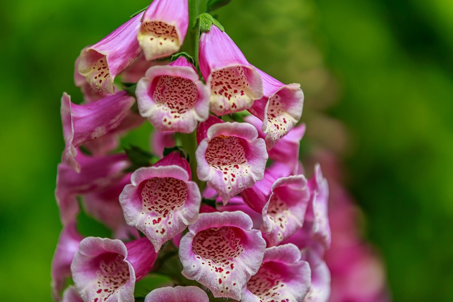 Foxglove - hít phải phấn của loài hoa này có thể đủ để gây ra các triệu chứng ngộ độc.