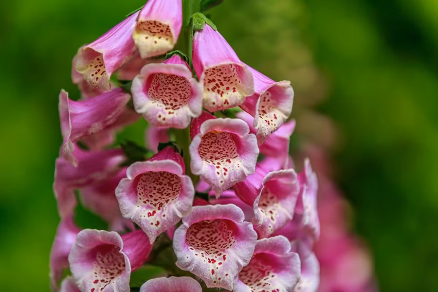 Foxglove - hít phải phấn của loài hoa này có thể đủ để gây ra các triệu chứng ngộ độc.