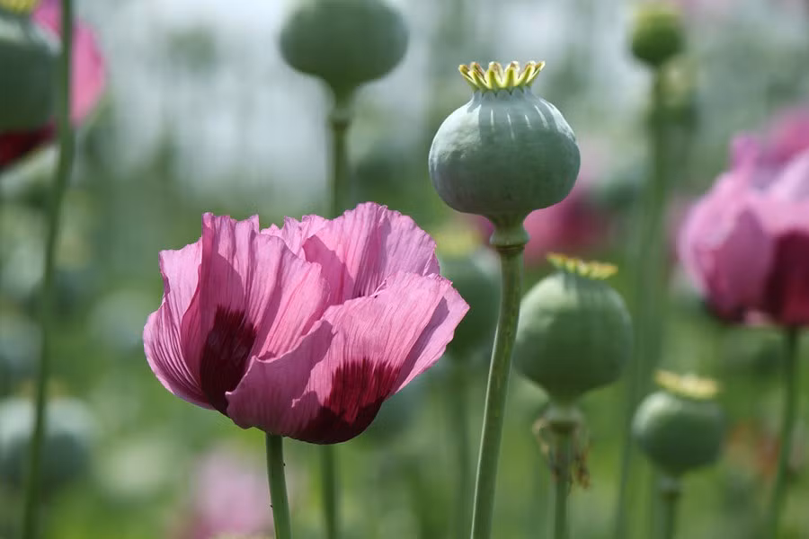 Vườn Độc cũng tạo ra nhận thức về sự nguy hiểm của những loài thực vật điều chế ra ma túy như cần sa, thuốc phiện, coca.