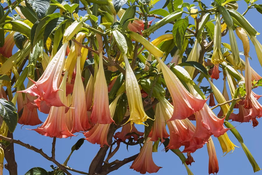 Brugmansia - tên gọi mĩ miều là kèn của thiên thần nhưng những bông hoa bắt mắt này thực chất có độc.