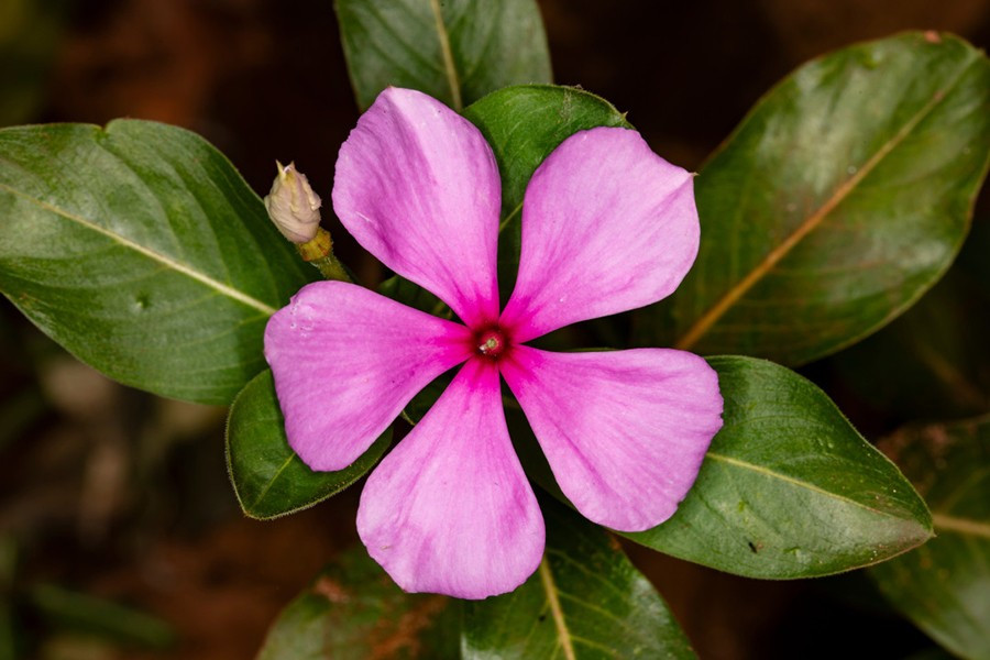 Vinca rosea hay dừa cạn Madagascar còn được sử dụng trong hóa trị.