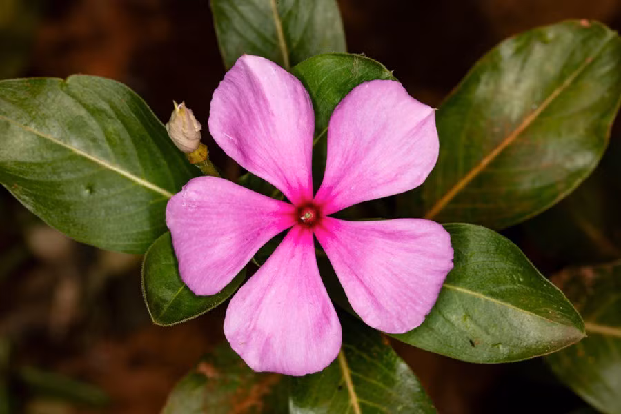 Vinca rosea hay dừa cạn Madagascar còn được sử dụng trong hóa trị.