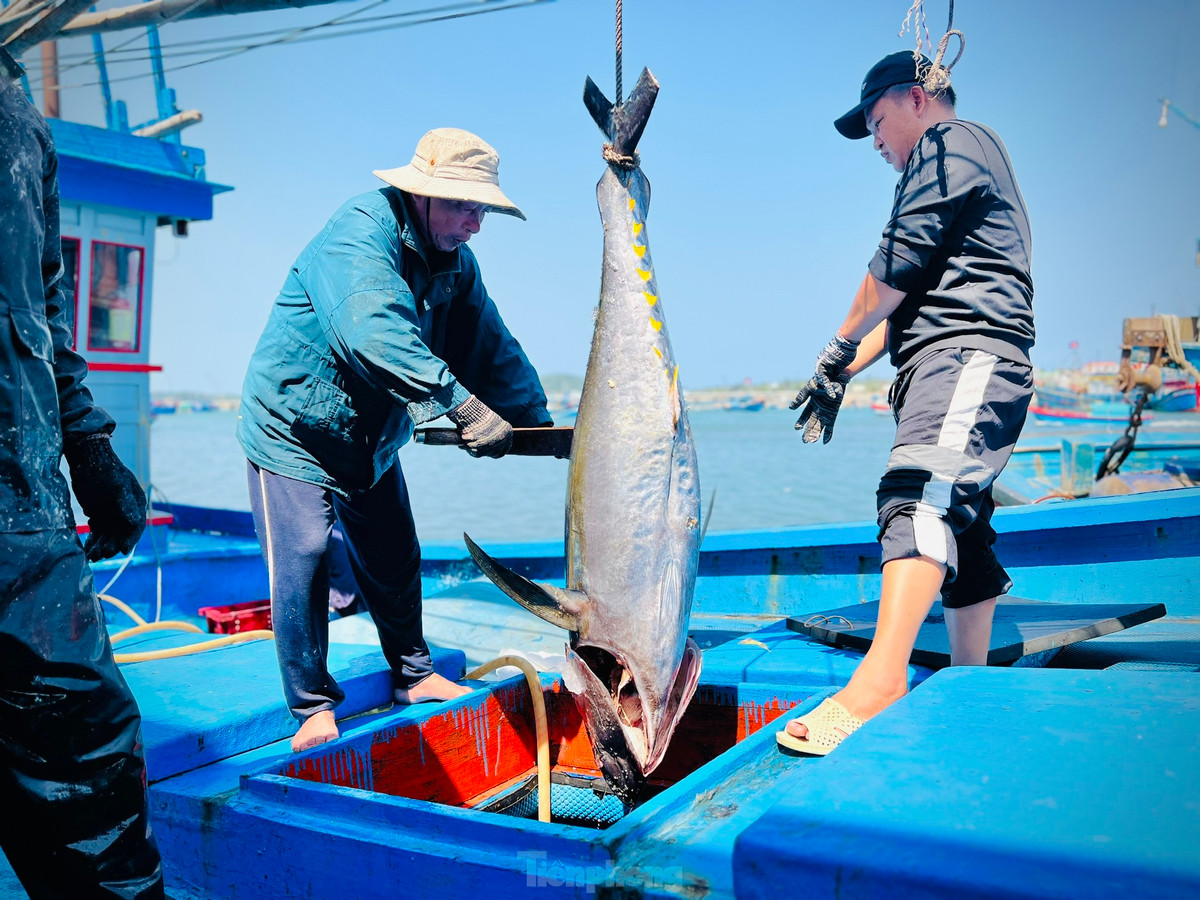 Theo anh Chiến, trung bình mỗi con từ 30-40kg, với giá bán 92-100 nghìn đồng/kg, tàu anh chỉ thu về khoảng 50 triệu, trong khi đó phí tổn đã 100 triệu, chuyến này lỗ 50 triệu. Ảnh: Nguyễn Ngọc