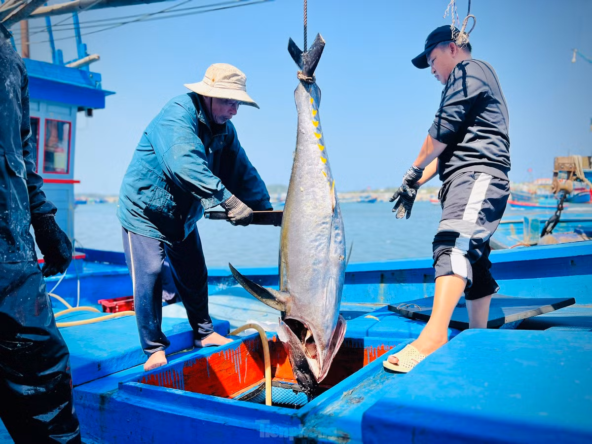 Theo anh Chiến, trung bình mỗi con từ 30-40kg, với giá bán 92-100 nghìn đồng/kg, tàu anh chỉ thu về khoảng 50 triệu, trong khi đó phí tổn đã 100 triệu, chuyến này lỗ 50 triệu. Ảnh: Nguyễn Ngọc