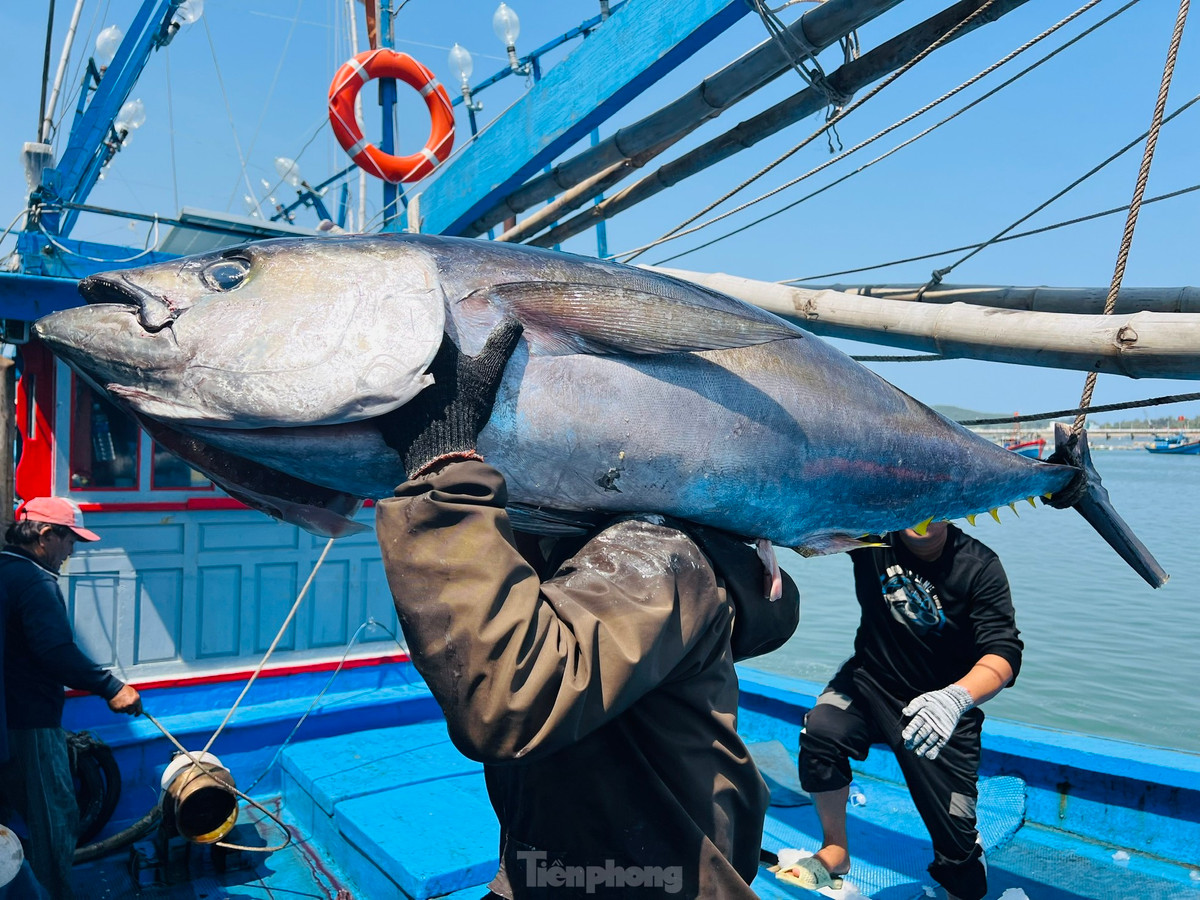 “Chuyến biển xuyên Tết này tôi sợ lỗ nặng, nhưng như vậy là may mắn lắm rồi. Sau khi trừ hết chi phí thì cũng vừa đủ cho chuyến biển chứ không có dư. So với mọi năm thì không đạt hiệu quả”, ngư dân Trạng nói. Ảnh: Nguyễn Ngọc