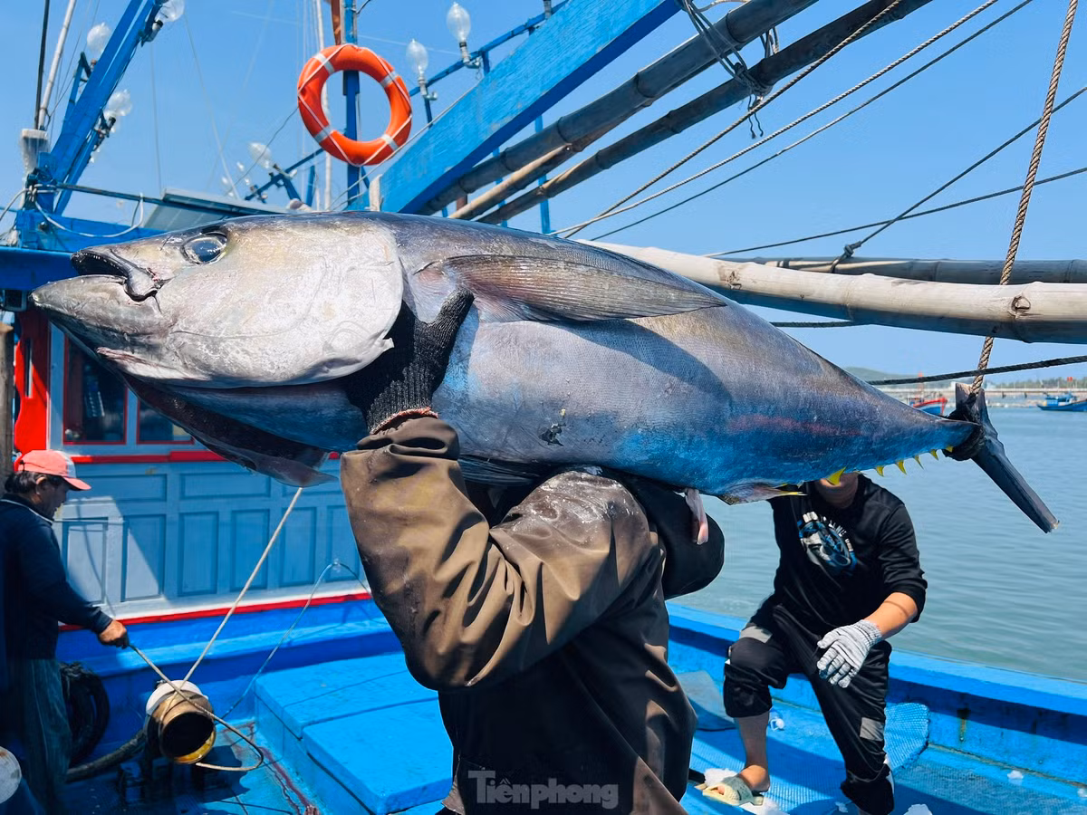 “Chuyến biển xuyên Tết này tôi sợ lỗ nặng, nhưng như vậy là may mắn lắm rồi. Sau khi trừ hết chi phí thì cũng vừa đủ cho chuyến biển chứ không có dư. So với mọi năm thì không đạt hiệu quả”, ngư dân Trạng nói. Ảnh: Nguyễn Ngọc