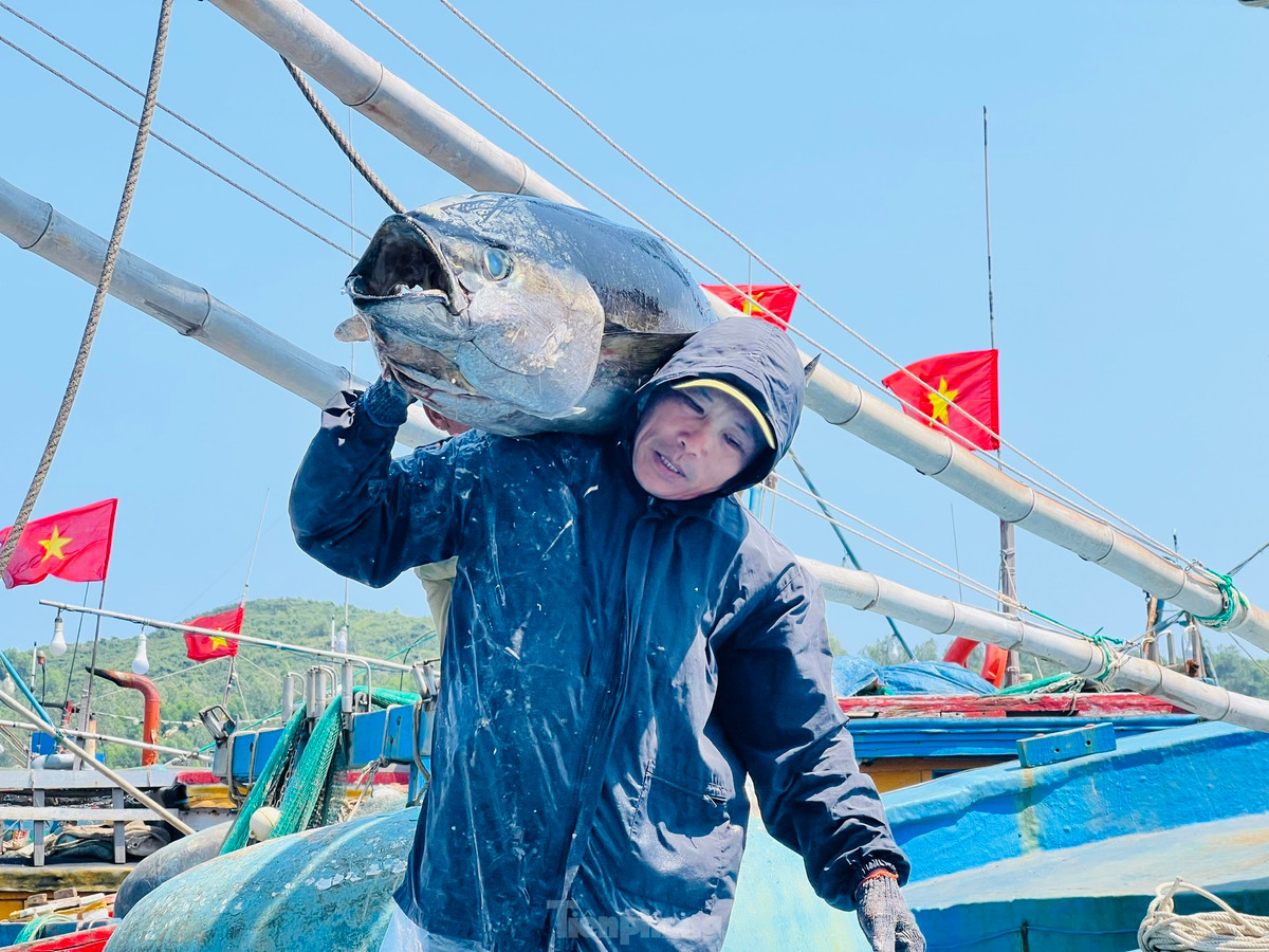 Theo các ngư dân, năm nay rất nhiều tàu cá đi chuyến biển xuyên Tết, đánh bắt kém hiệu quả, đây là tình trạng chung của các ngư dân. Ảnh: Nguyễn Ngọc
