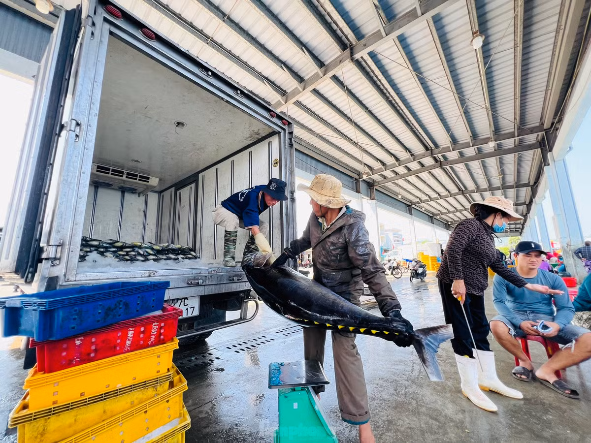 Được biết, toàn tỉnh Quảng Ngãi có 62 tàu, với 378 ngư dân hành nghề xuyên Tết trên biển, các tàu này chủ yếu khai thác hải sản ở ngư trường Hoàng Sa, Trường Sa. Ảnh: Nguyễn Ngọc