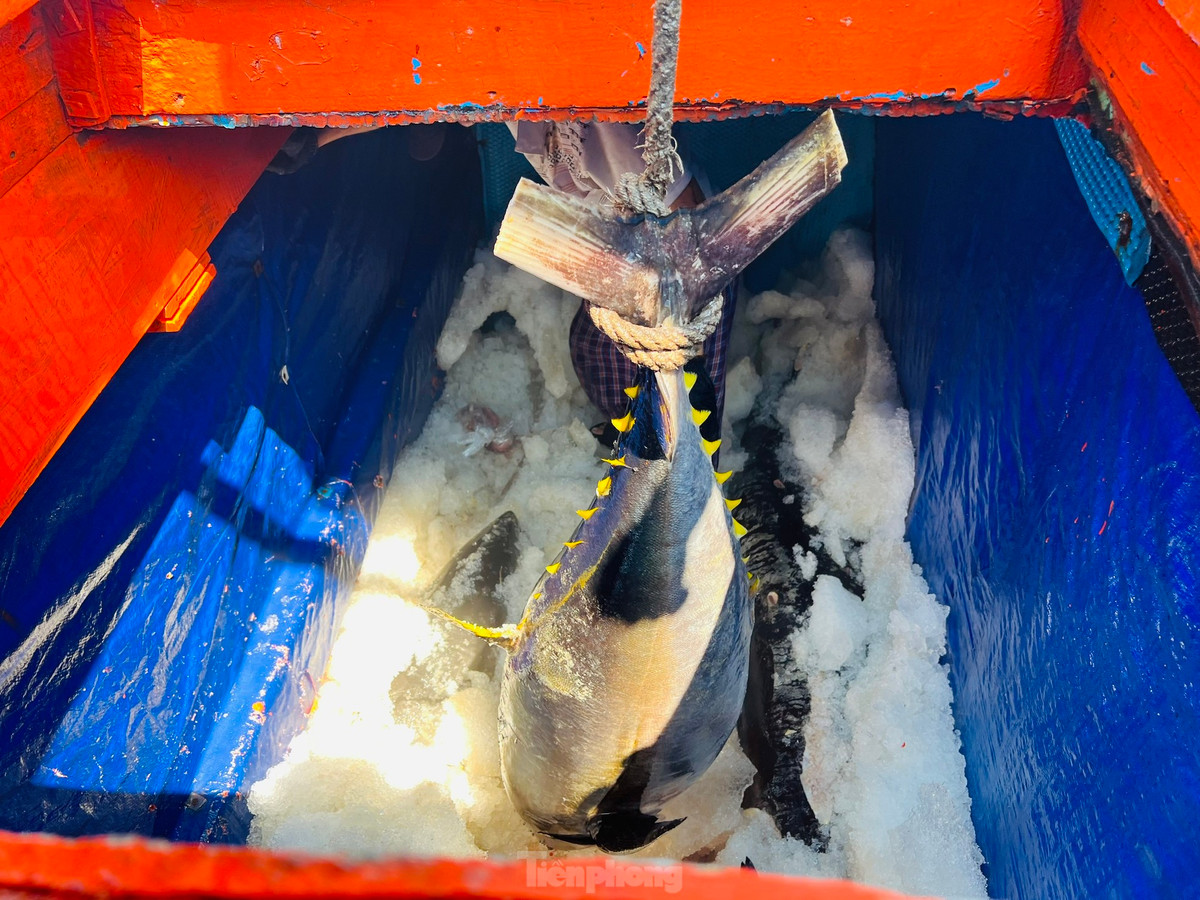 Vừa cập cảng cá Sa Huỳnh (thị xã Đức Phổ, tỉnh Quảng Ngãi) sau hơn nửa tháng đánh bắt xuyên Tết trên ngư trường Hoàng Sa, tàu cá QNg 94567 TS của ngư dân Nguyễn Văn Chiến (trú Phổ Châu, thị xã Đức Phổ) chỉ đánh bắt vỏn vẹn được 15 con cá ngừ đại dương. Ảnh: Nguyễn Ngọc