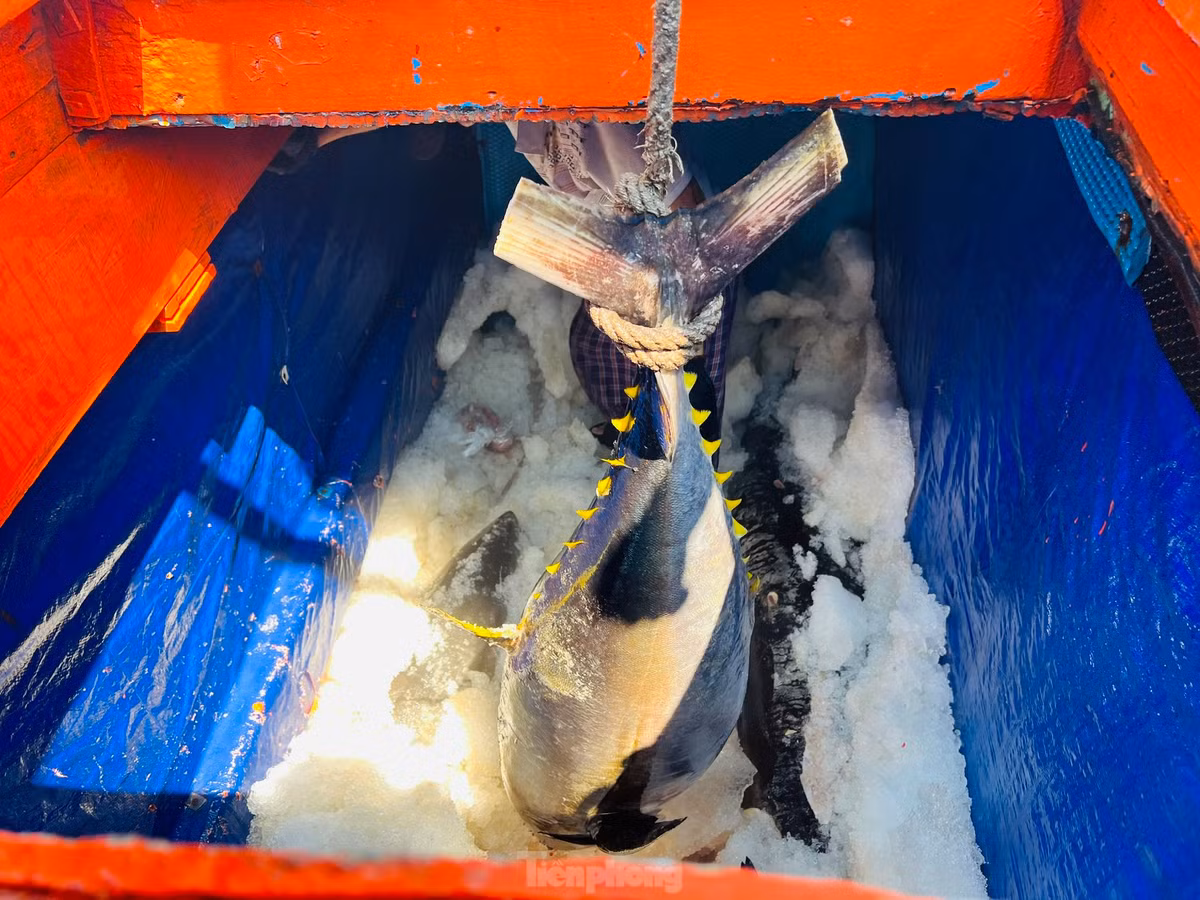 Vừa cập cảng cá Sa Huỳnh (thị xã Đức Phổ, tỉnh Quảng Ngãi) sau hơn nửa tháng đánh bắt xuyên Tết trên ngư trường Hoàng Sa, tàu cá QNg 94567 TS của ngư dân Nguyễn Văn Chiến (trú Phổ Châu, thị xã Đức Phổ) chỉ đánh bắt vỏn vẹn được 15 con cá ngừ đại dương. Ảnh: Nguyễn Ngọc