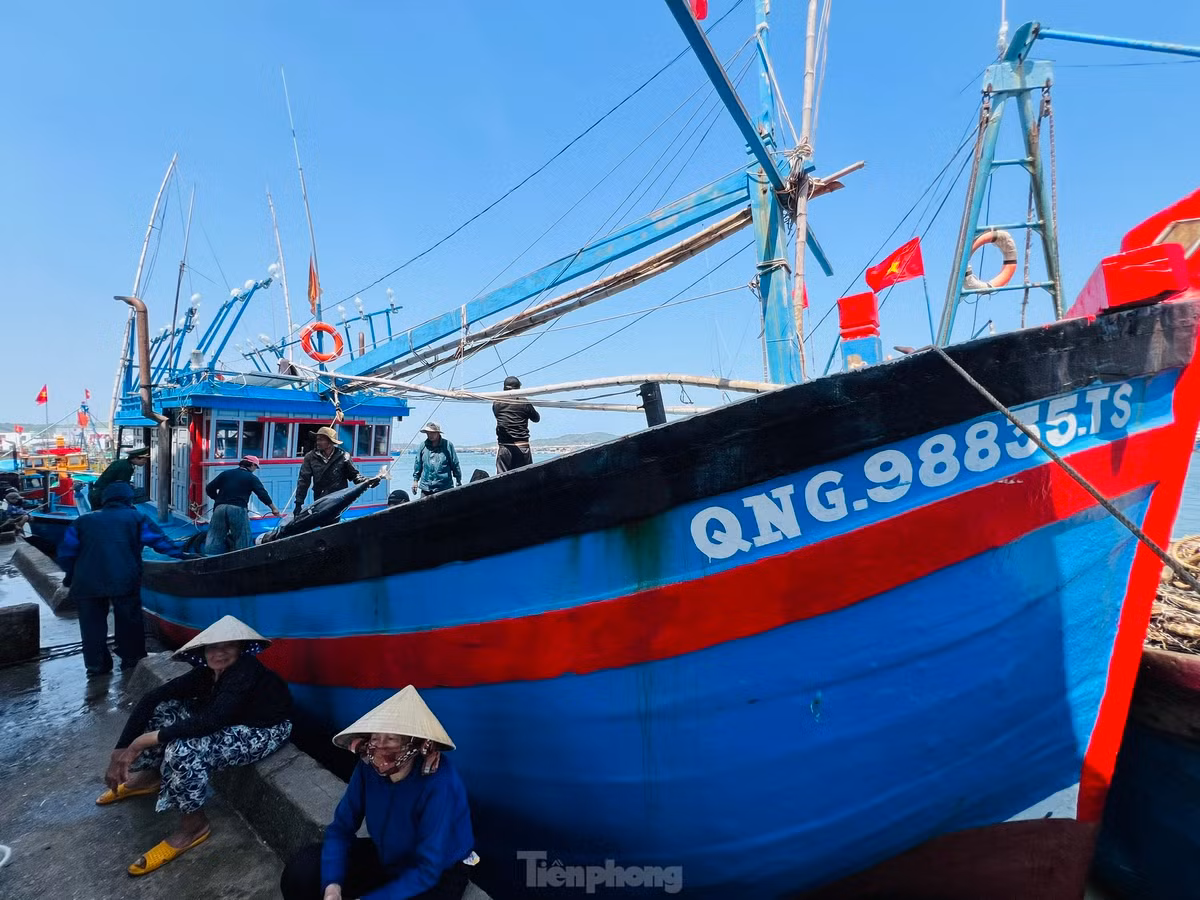 Thời điểm này đang là chính vụ khai thác cá ngừ đại dương, thế nhưng hàng chục tàu cá bám biển xuyên Tết Nguyên đán Giáp Thìn 2024 của ngư dân tỉnh Quảng Ngãi cập cảng với sản lượng đánh bắt thấp, thậm chí có nhiều tàu lỗ tổn, không đủ tiền chia cho thuyền viên. Ảnh: Nguyễn Ngọc