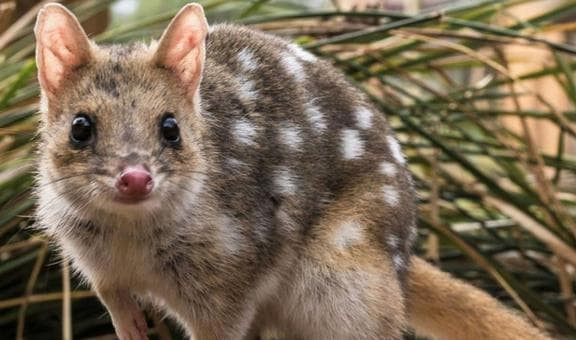 Kham pha loai dong vat giao phoi cho den khi chet moi thoi