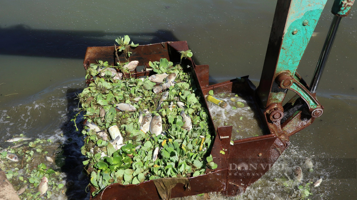 Những con cá chết cùng bèo tại hồ lắng số 2 được đưa lên bờ để xử lý.