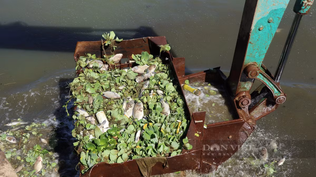 Những con cá chết cùng bèo tại hồ lắng số 2 được đưa lên bờ để xử lý.