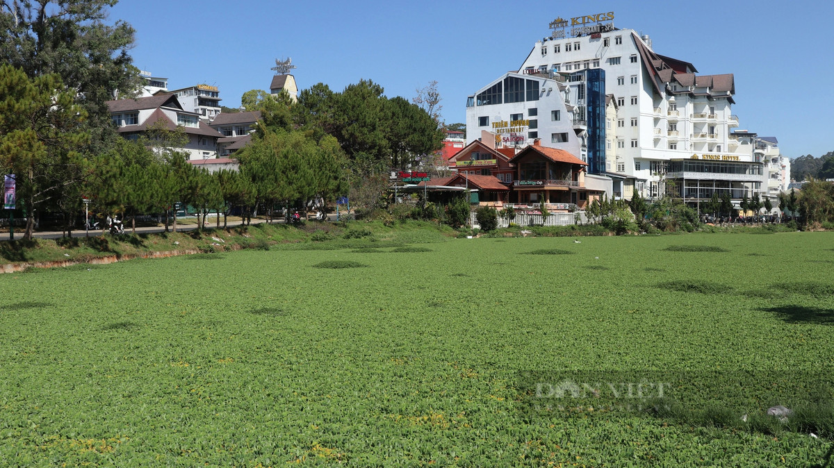 Tại hồ lắng số 1 (hồ Đội Có) trước đây cũng xảy ra tình trạng ô nhiễm nặng, nước bốc mùi hôi thối. Sau đó, lực lượng chức năng TP. Đà Lạt đã thả bèo để xử lý. Mặc dù mùi hôi được xử lý nhưng nước bẩn vẫn chảy vào hồ Xuân Hương, đặc biệt vào mùa mưa.
