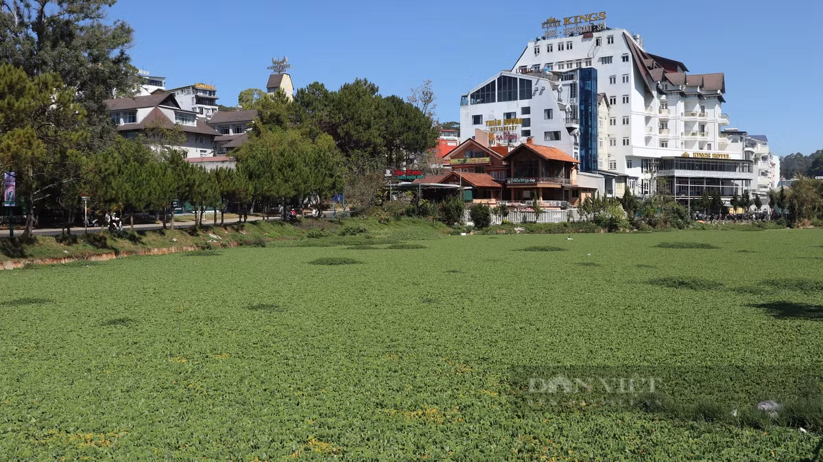 Tại hồ lắng số 1 (hồ Đội Có) trước đây cũng xảy ra tình trạng ô nhiễm nặng, nước bốc mùi hôi thối. Sau đó, lực lượng chức năng TP. Đà Lạt đã thả bèo để xử lý. Mặc dù mùi hôi được xử lý nhưng nước bẩn vẫn chảy vào hồ Xuân Hương, đặc biệt vào mùa mưa.