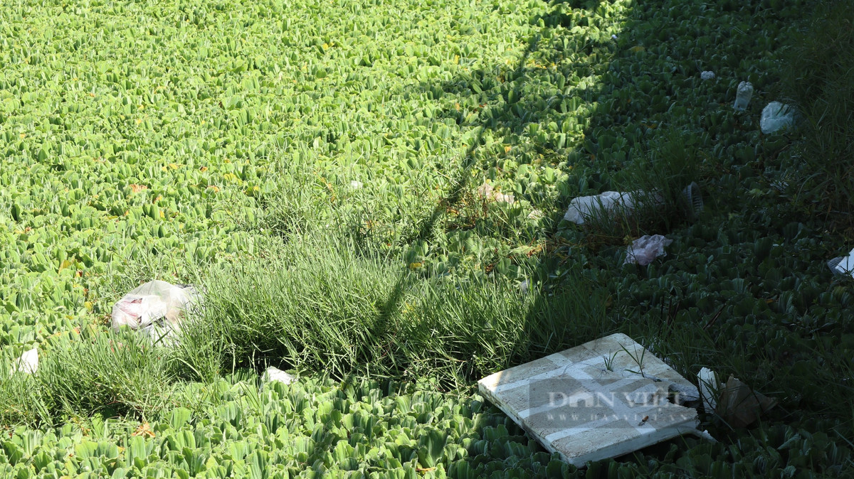 Trên mặt hồ Đội Có vẫn còn nhiều rác thải chưa được xử lý. Mặc dù là các hồ nằm trong trung tâm của thành phố, nhiều du khách thường xuyên qua lại nhưng tình trạng ô nhiễm xảy ra ngày càng nghiêm trọng gây mất mỹ quan, ảnh hưởng đến đời sống người dân sống xung quanh.