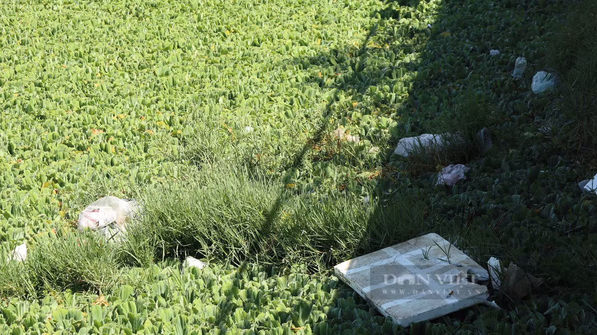 Trên mặt hồ Đội Có vẫn còn nhiều rác thải chưa được xử lý. Mặc dù là các hồ nằm trong trung tâm của thành phố, nhiều du khách thường xuyên qua lại nhưng tình trạng ô nhiễm xảy ra ngày càng nghiêm trọng gây mất mỹ quan, ảnh hưởng đến đời sống người dân sống xung quanh.